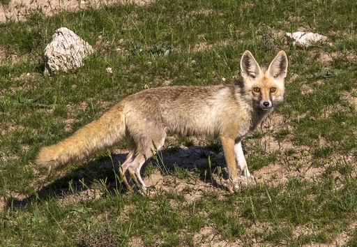Vulpes vulpes – Fox